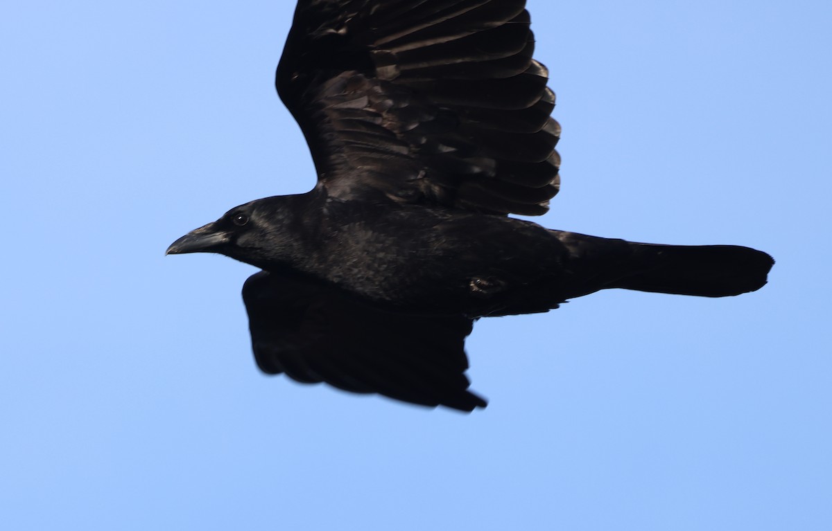 American Crow - ML647437381