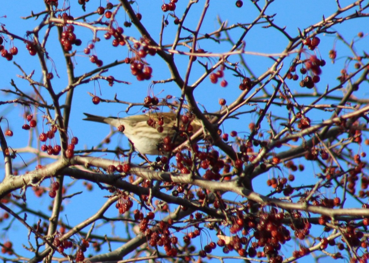 Purple Finch - ML647437382