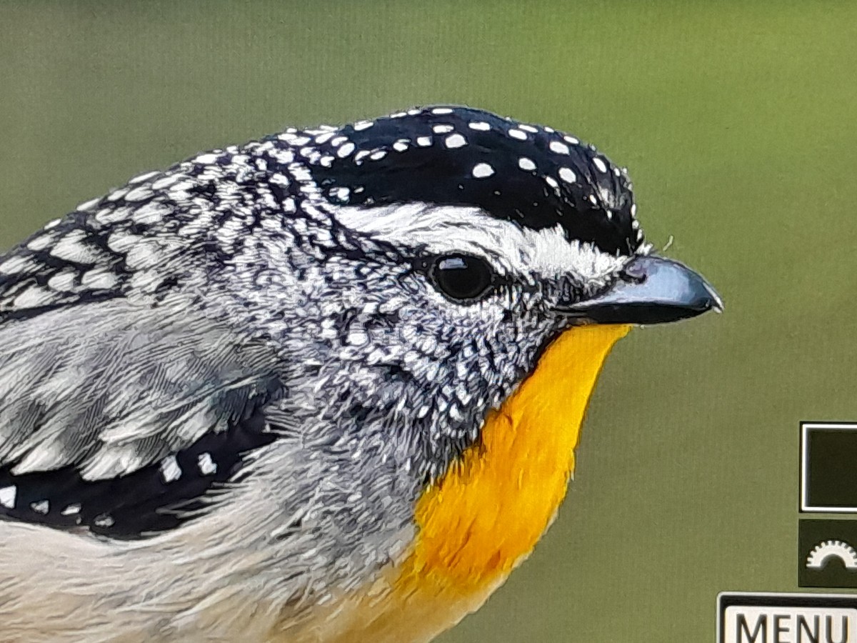 Spotted Pardalote - ML647437383