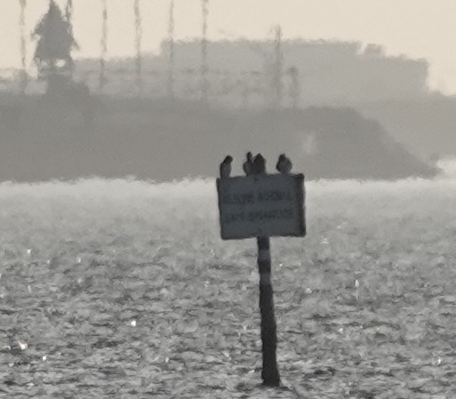 Brown Booby - ML647437385