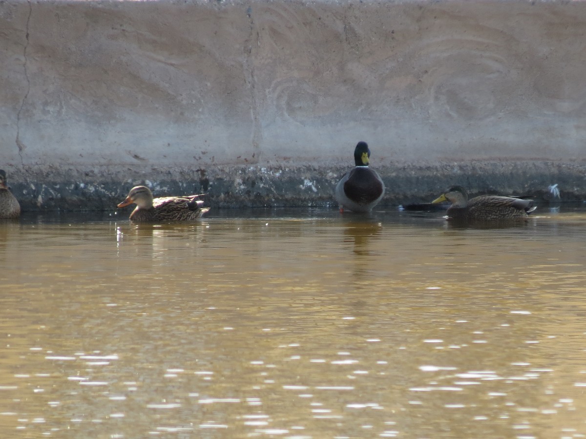 Mallard x Mexican Duck (hybrid) - ML647437387