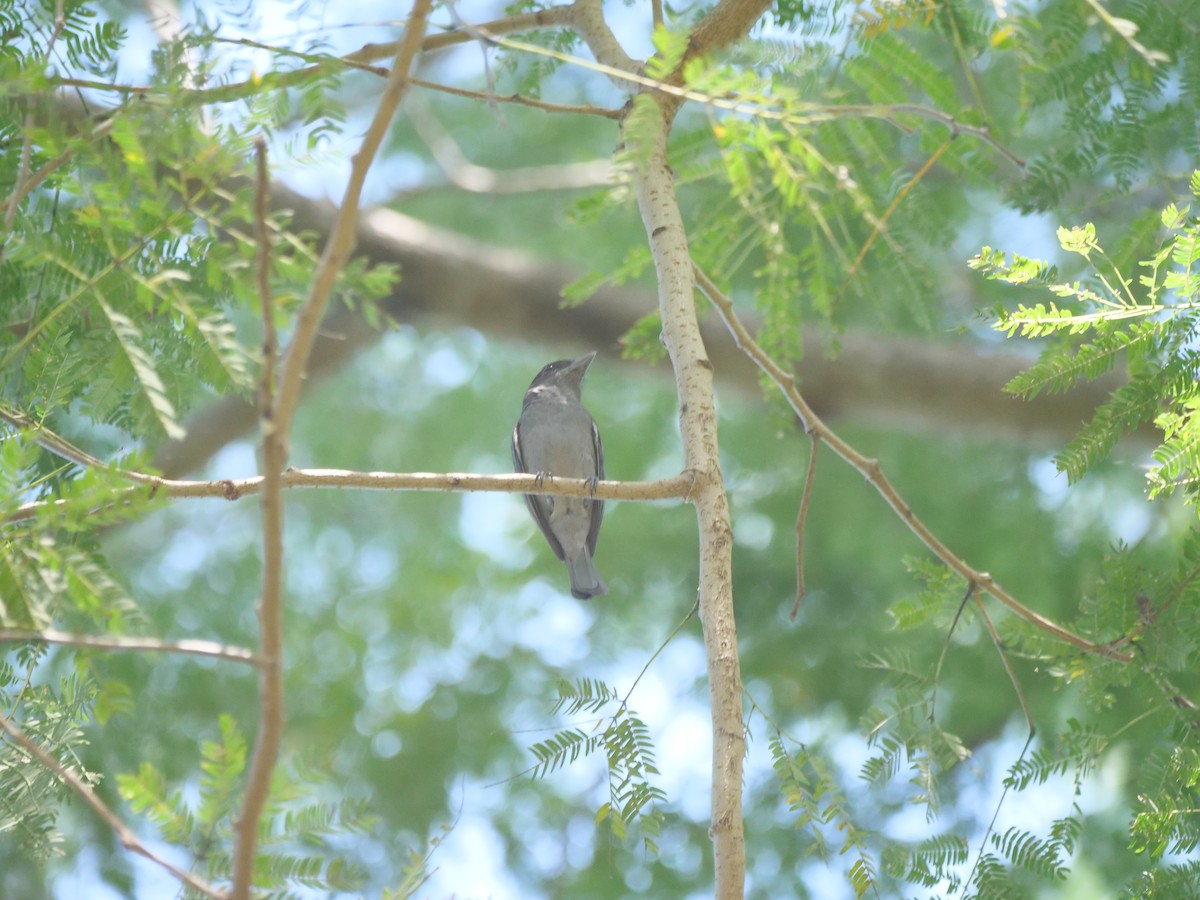 Rose-throated Becard - ML647437389