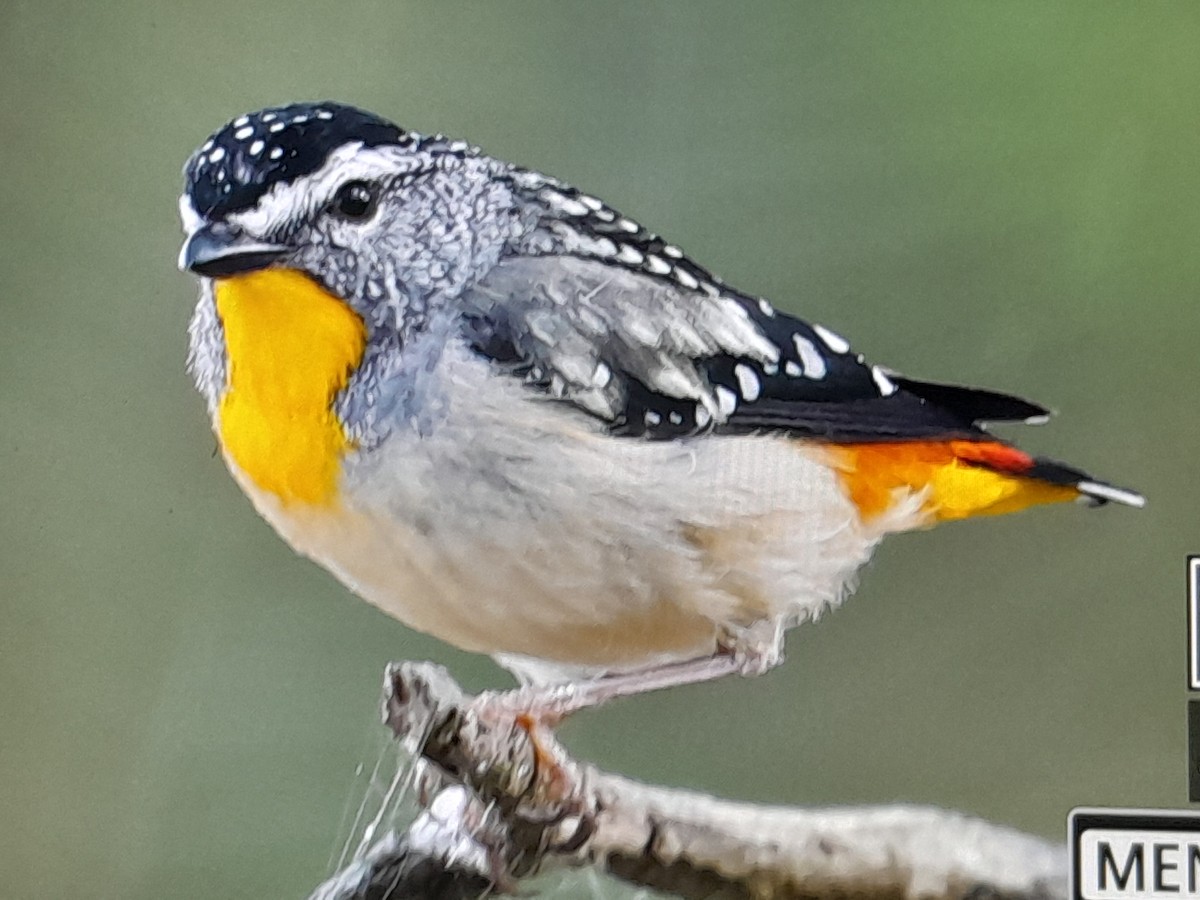 Spotted Pardalote - ML647437391