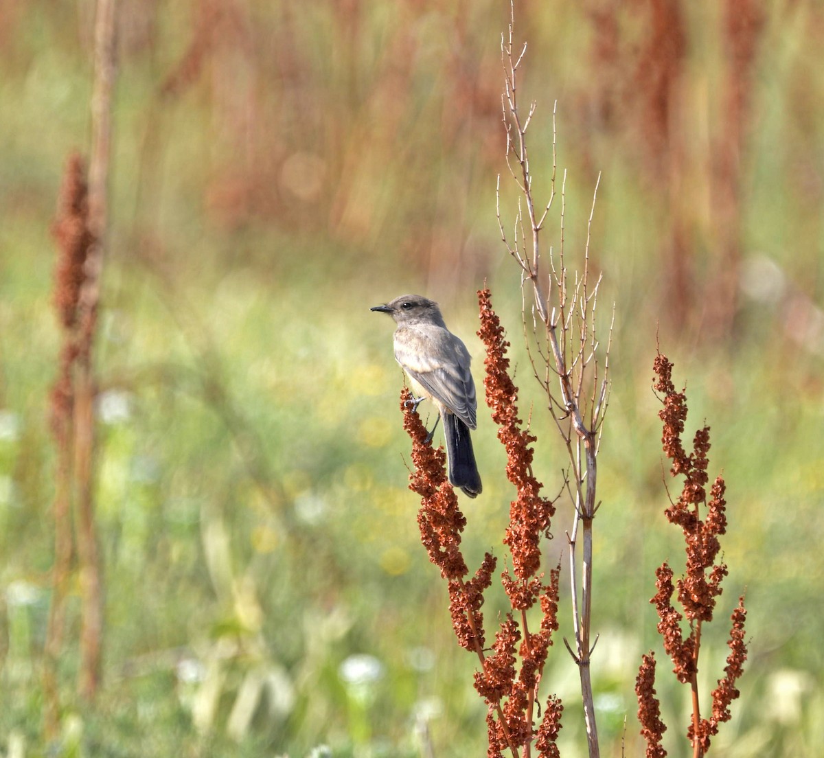 Say's Phoebe - ML647437392