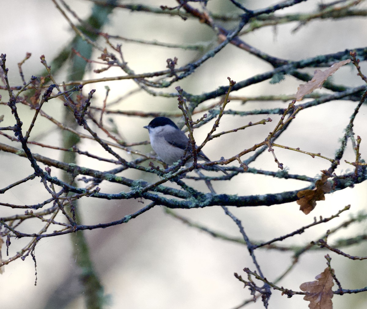 Marsh Tit - ML647437393