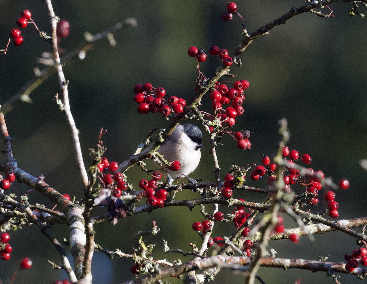 Marsh Tit - ML647437394