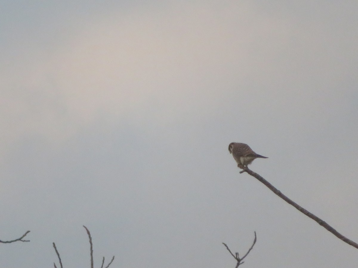 American Kestrel - ML647437396