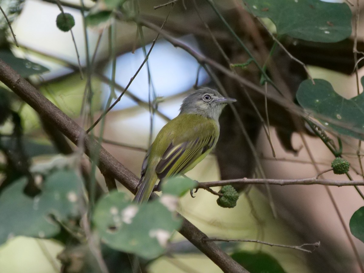 Yellow-olive Flatbill - ML647437397