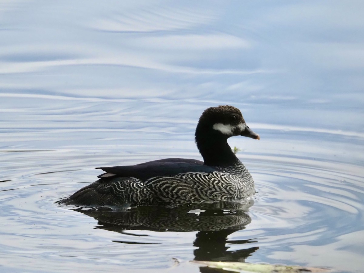 Green Pygmy-Goose - ML647437399