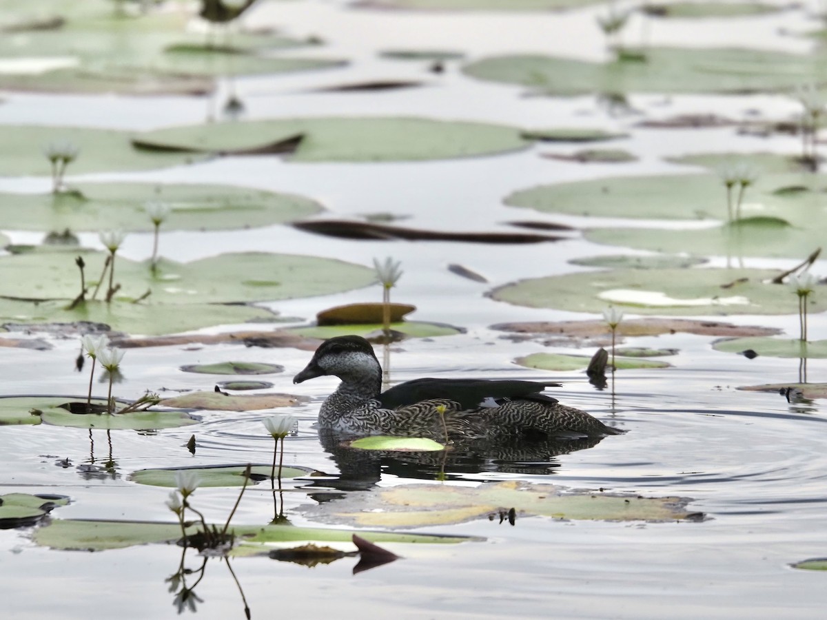 Green Pygmy-Goose - ML647437400