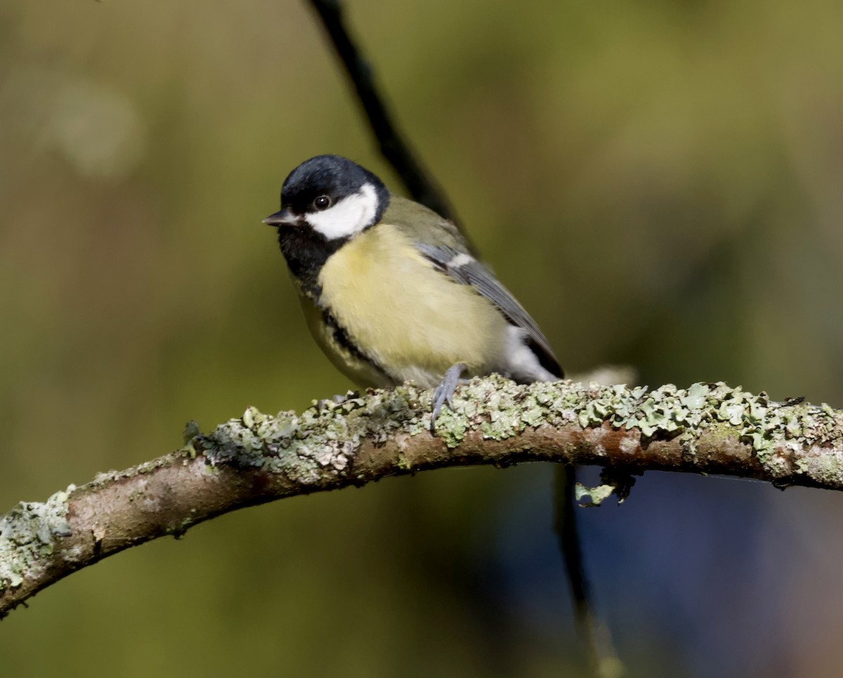 Great Tit - ML647437401