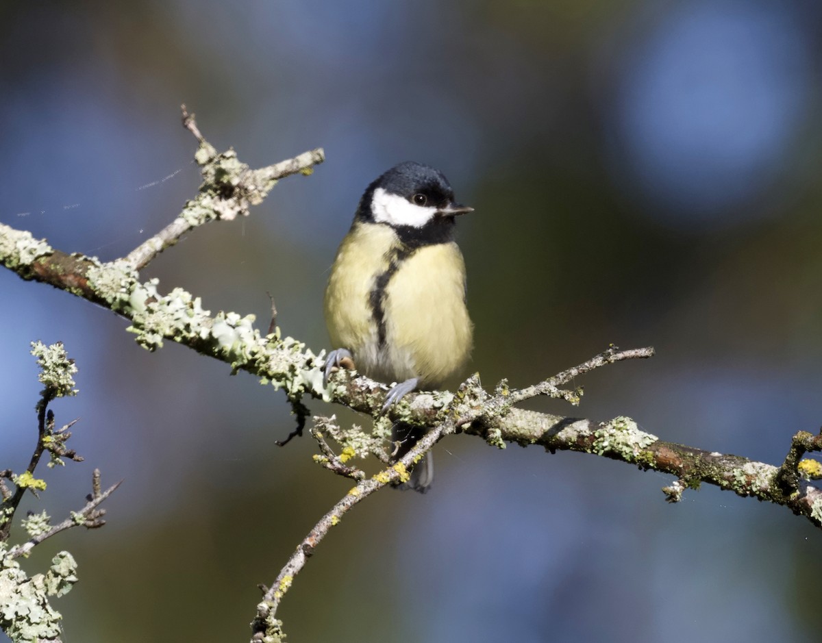 Great Tit - ML647437402