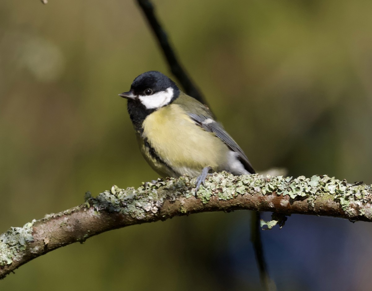 Great Tit - ML647437403