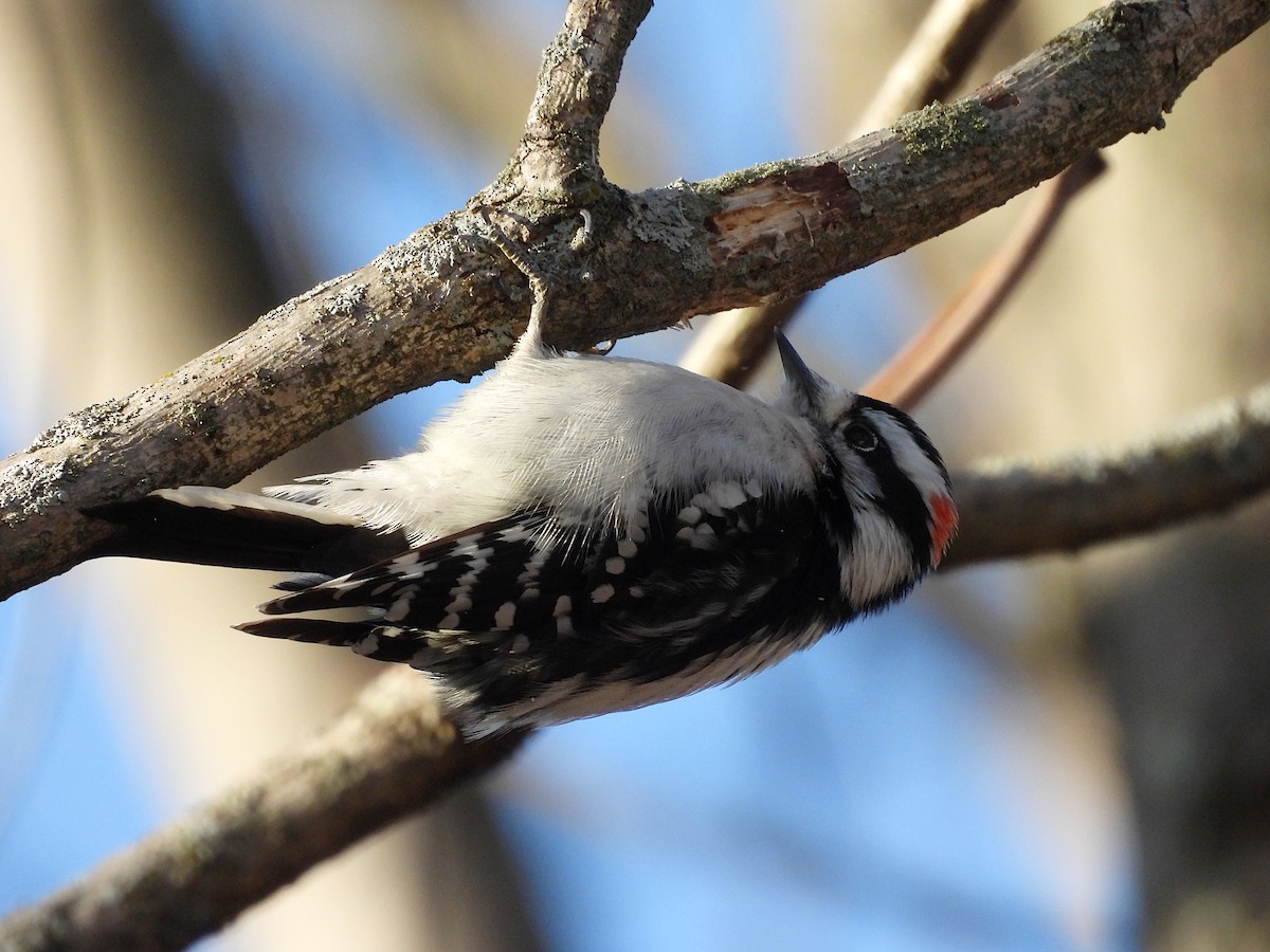 Downy Woodpecker - ML647437409