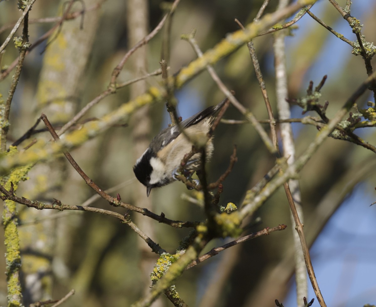 Coal Tit - ML647437412