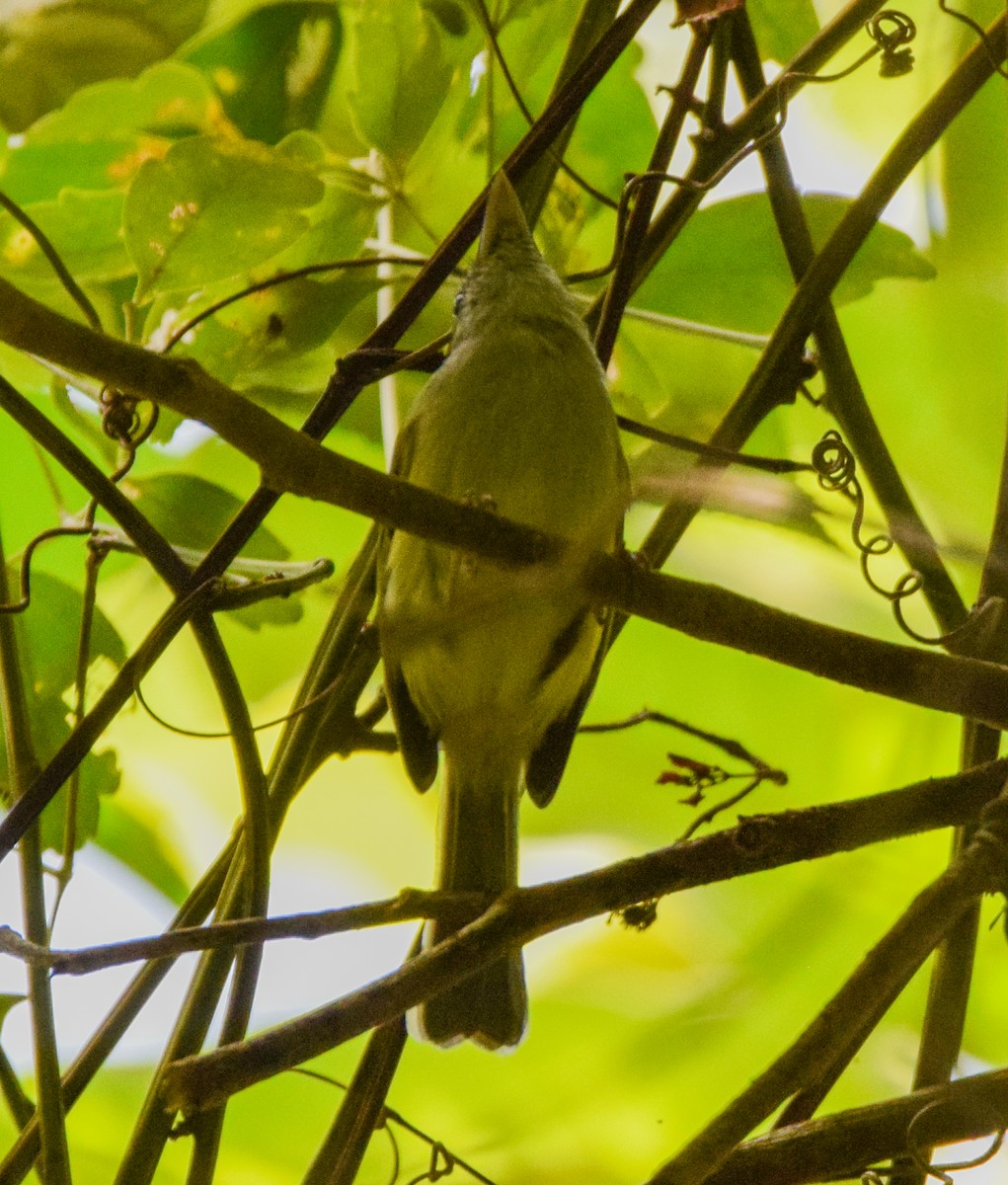 Yellow-olive Flatbill - ML647437423