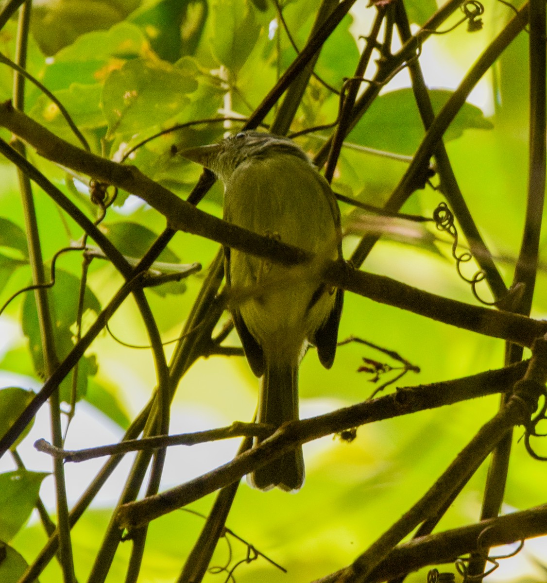 Yellow-olive Flatbill - ML647437424