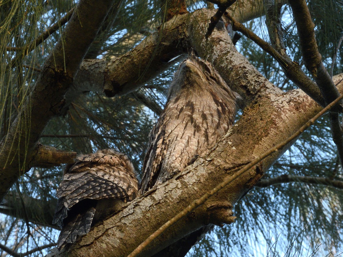 Podarge gris - ML647437434