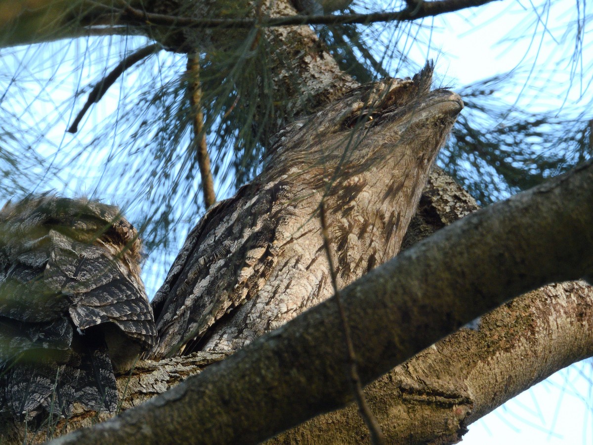 Podarge gris - ML647437435