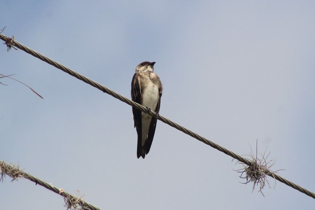 Brown-chested Martin - ML647437445