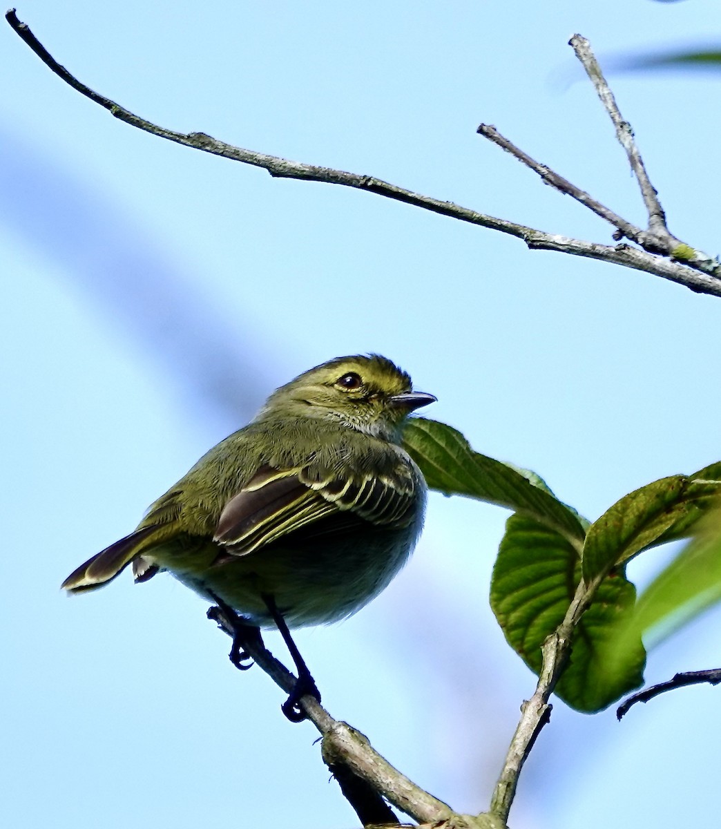 Tyranneau à face d'or - ML647437454