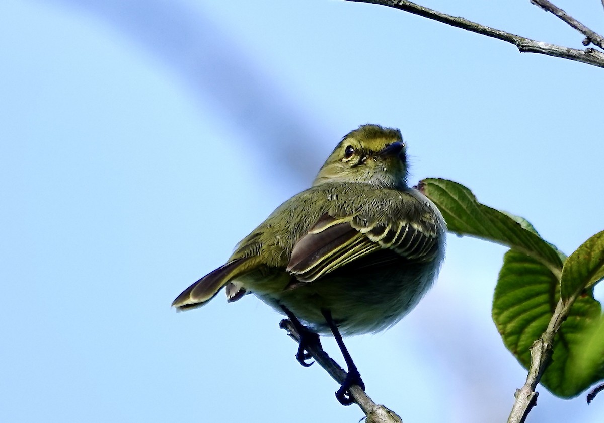 Tyranneau à face d'or - ML647437455