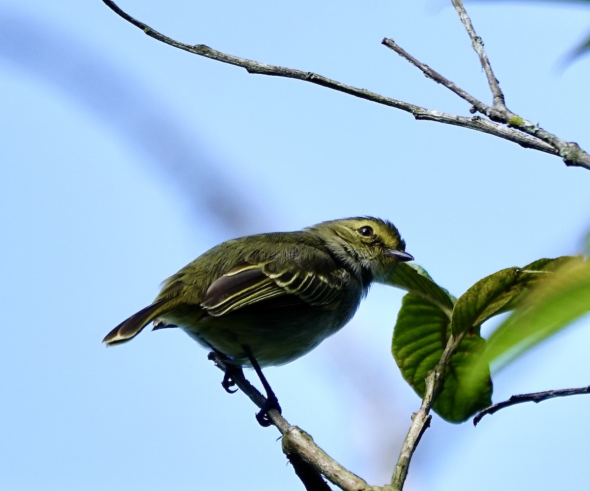 Tyranneau à face d'or - ML647437456