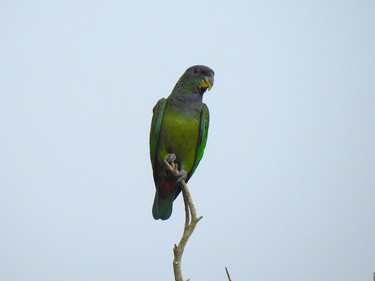 Pione de Maximilien - ML647437457