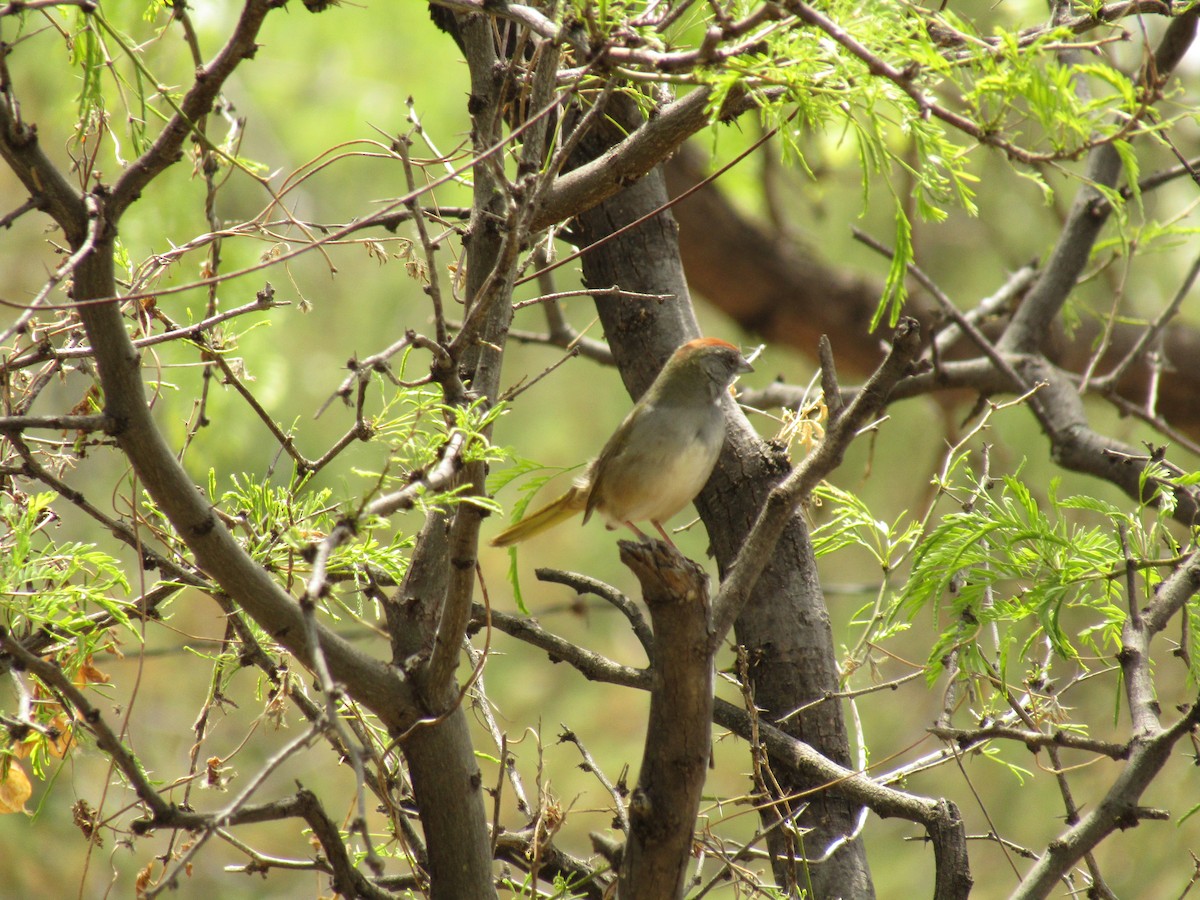 Tohi à queue verte - ML647437458