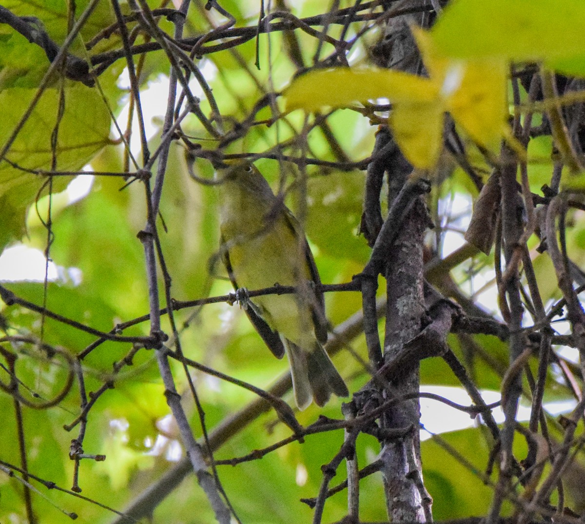 Viréo aux yeux blancs - ML647437459