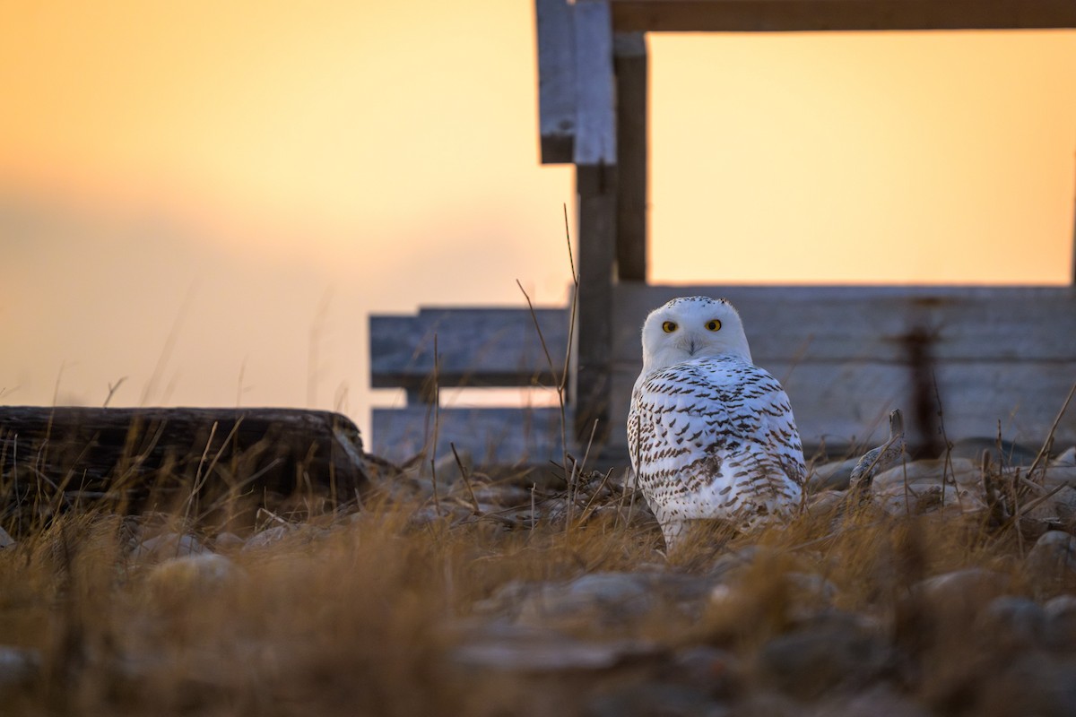 Harfang des neiges - ML647437462