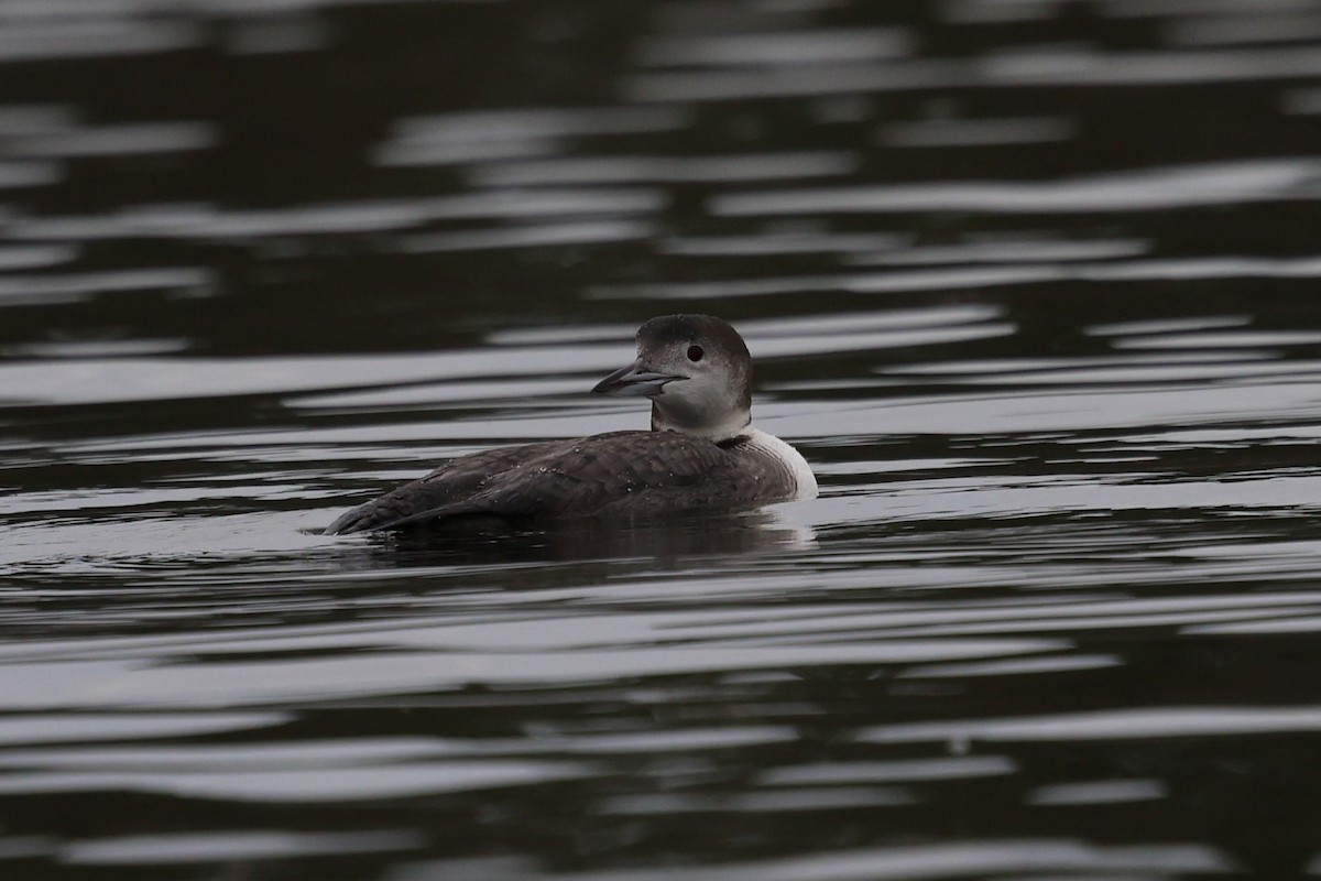 Plongeon huard - ML647437463