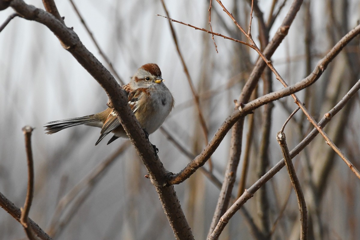 Bruant hudsonien - ML647437464