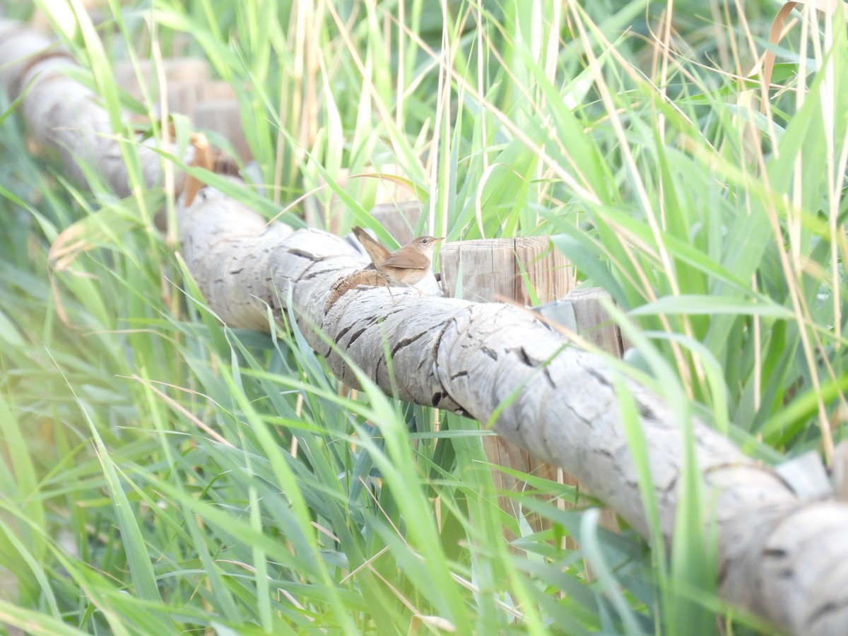 Locustelle luscinioïde - ML647437465