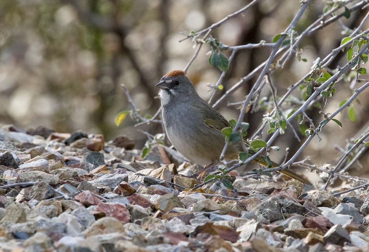 Tohi à queue verte - ML647437466