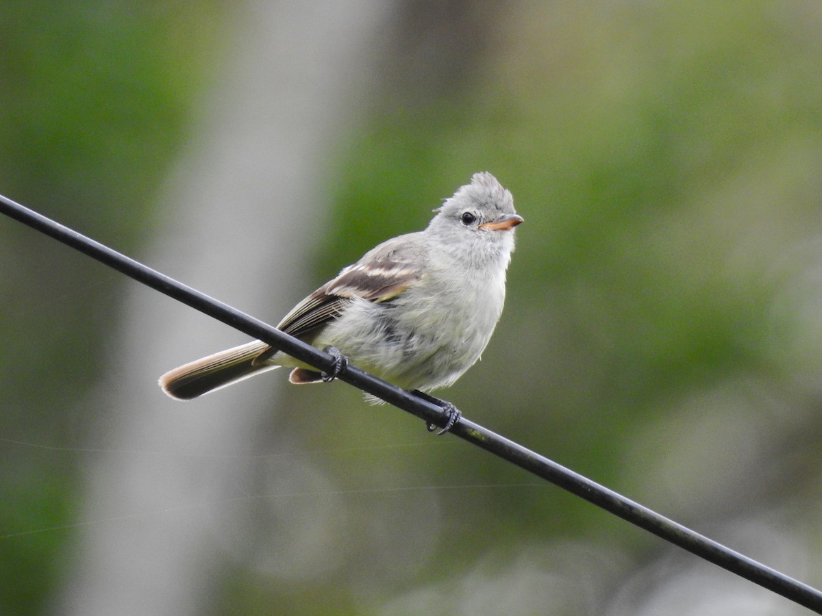 Tyranneau passegris - ML647437467