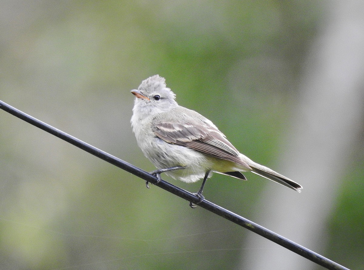 Tyranneau passegris - ML647437468