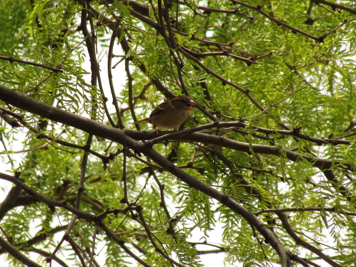 Moineau domestique - ML647437469
