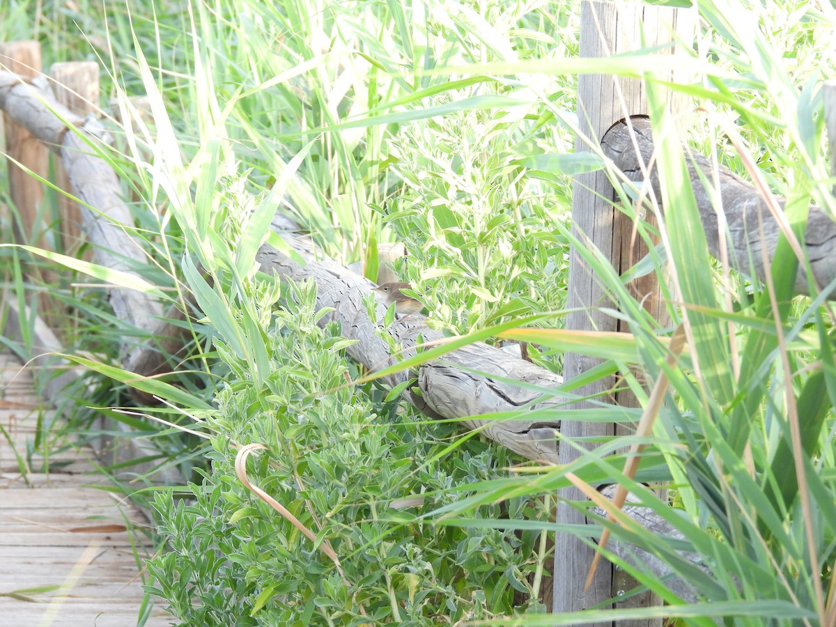 Locustelle luscinioïde - ML647437470