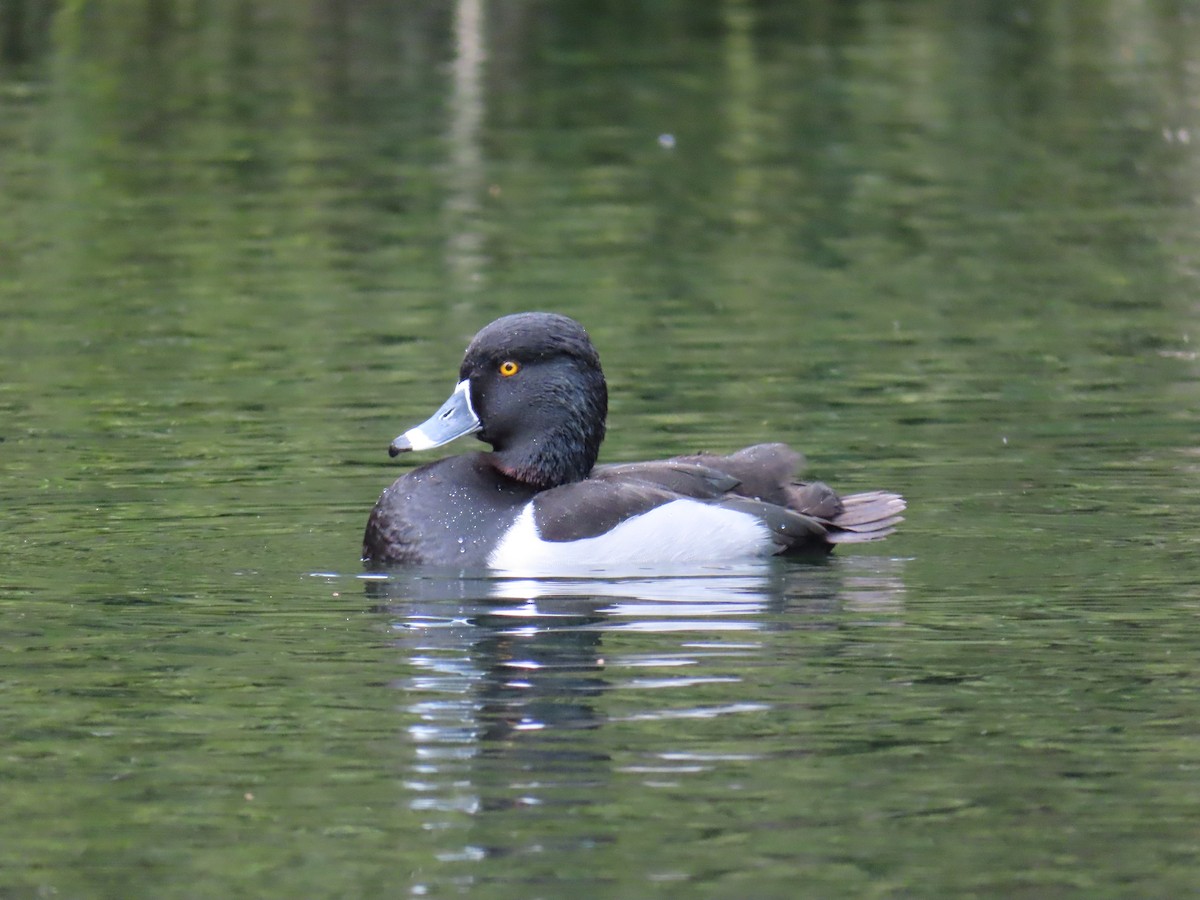 Fuligule à collier - ML647437471