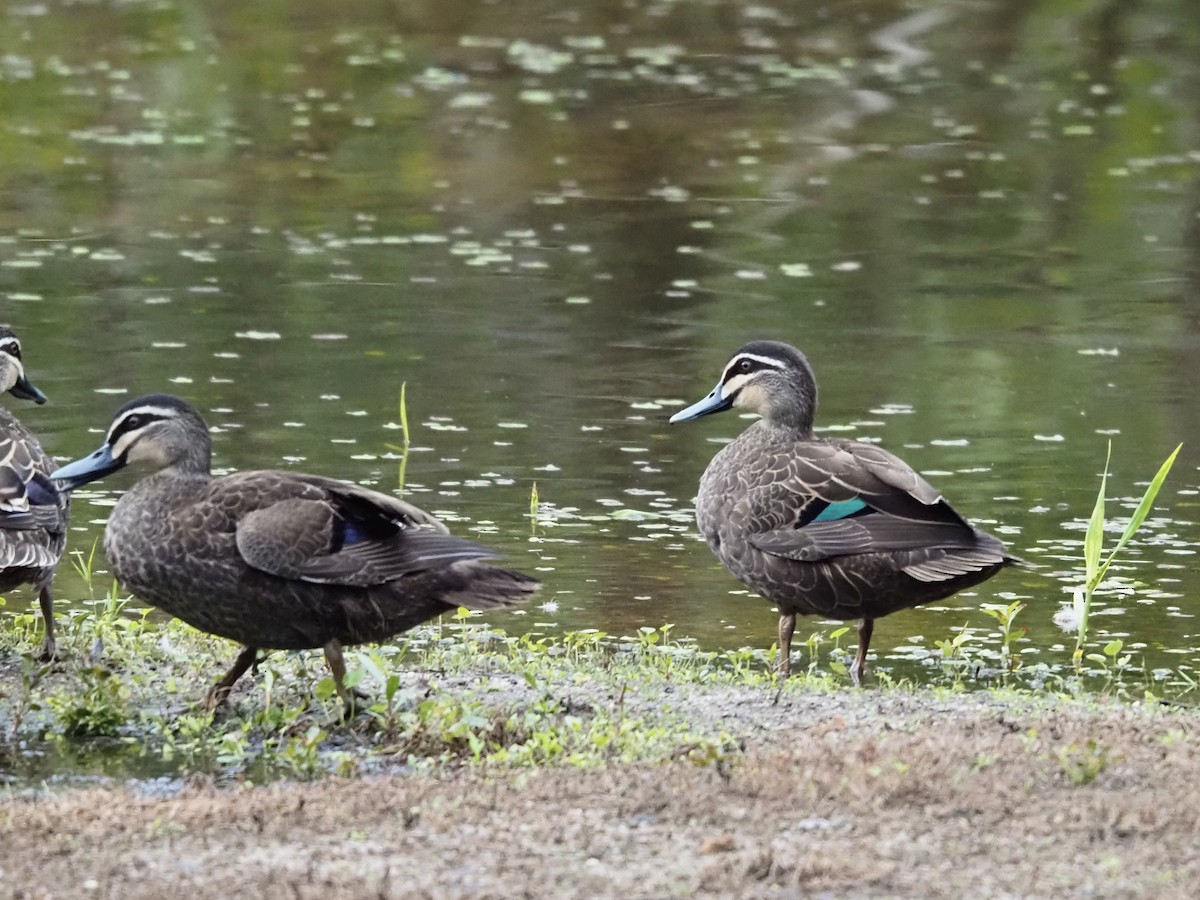 Canard à sourcils - ML647437472