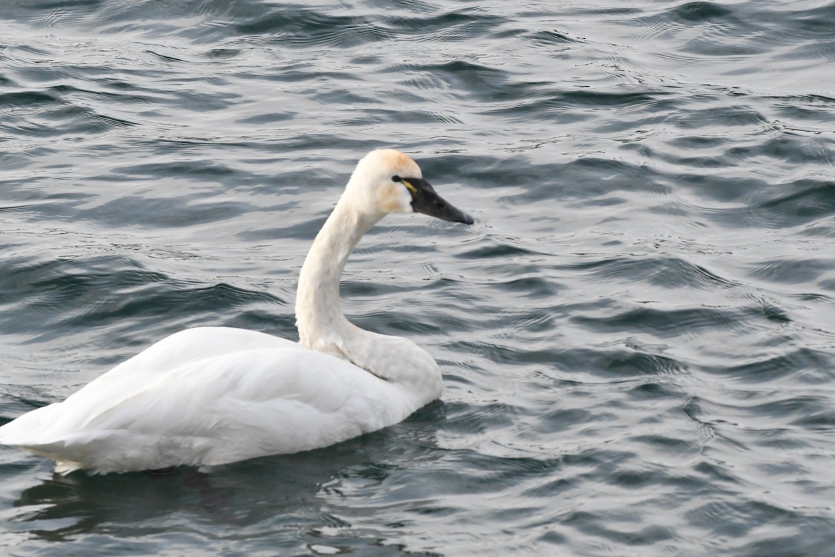 Cygne siffleur - ML647437473