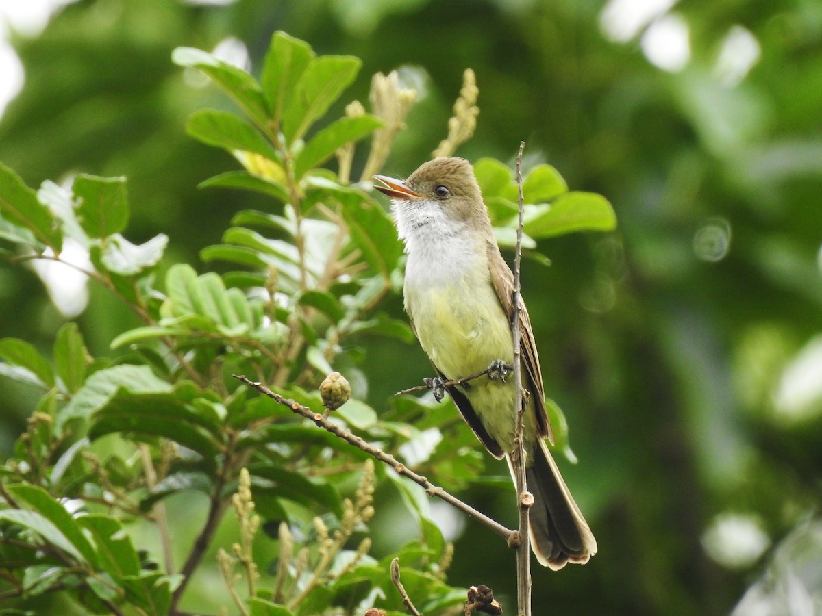 Tyran de Swainson - ML647437474