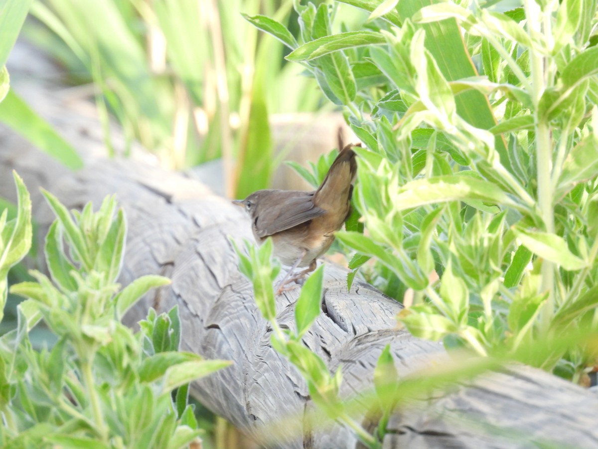 Locustelle luscinioïde - ML647437475