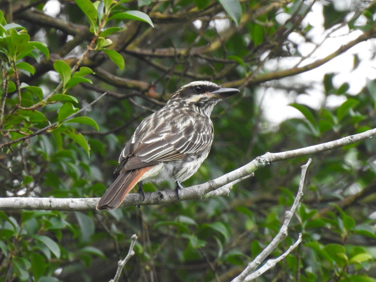 Tyran audacieux - ML647437477