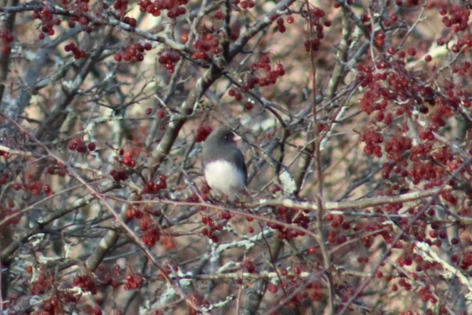 Junco ardoisé - ML647437479