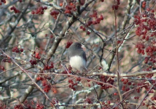 Junco ardoisé - ML647437480
