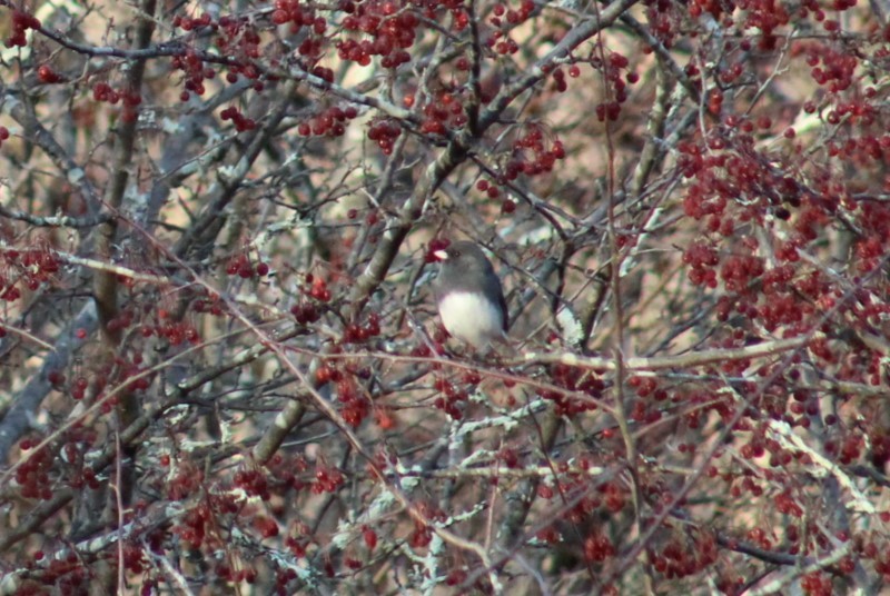 Junco ardoisé - ML647437481