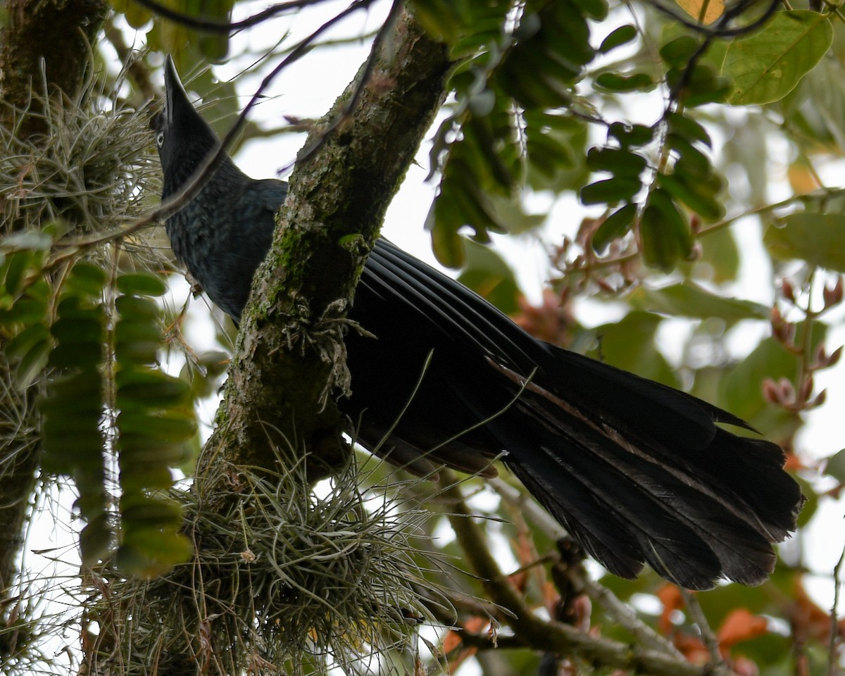 Ani des palétuviers - ML647437482