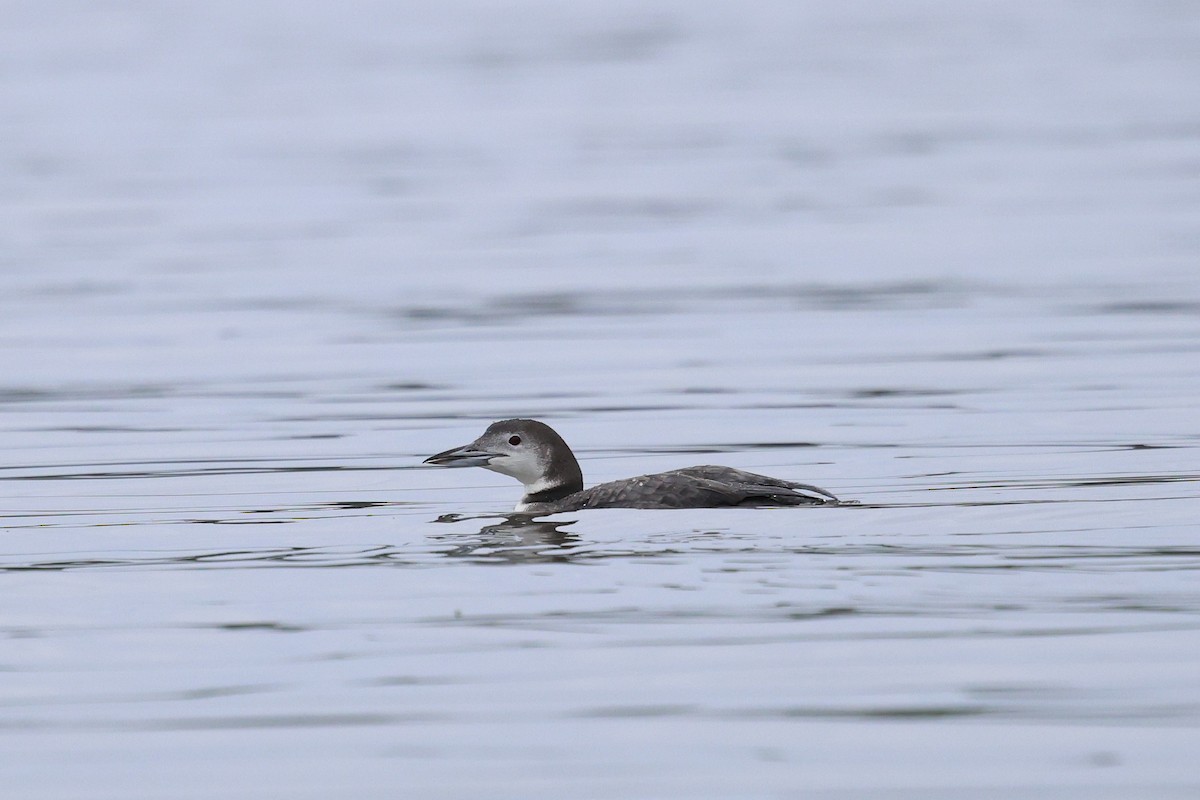 Plongeon huard - ML647437483
